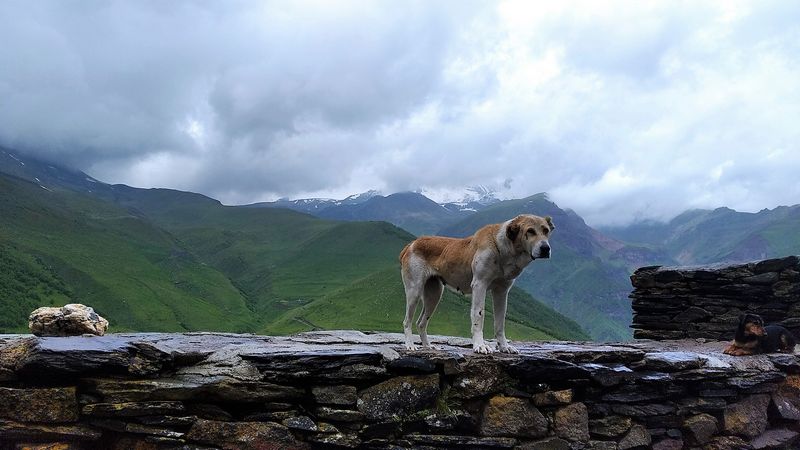 Kazbegi (54)