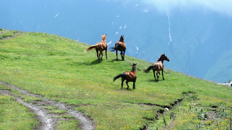 Kazbegi (64)