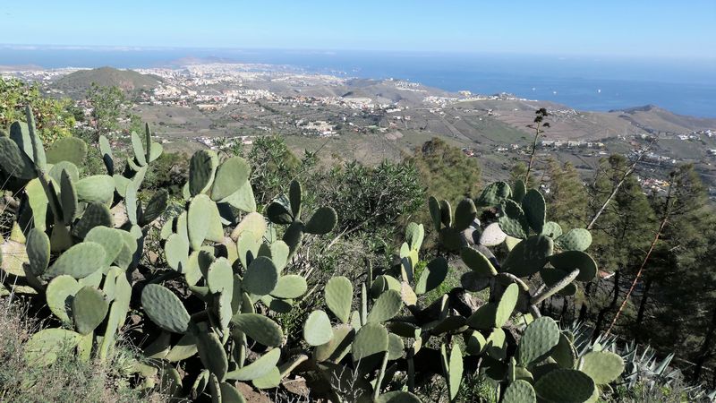 Caldera de Bandama (6)