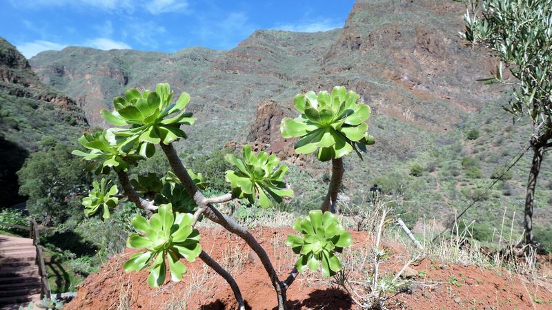 Barranco de Guayadeque (2)