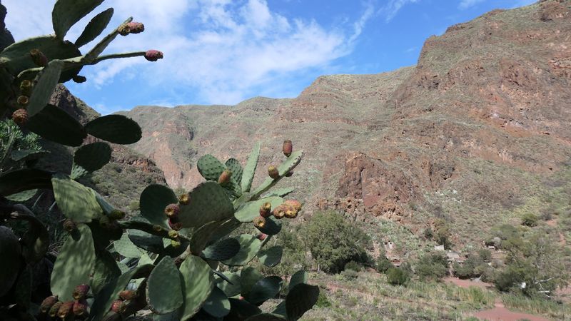 Barranco de Guayadeque (3)