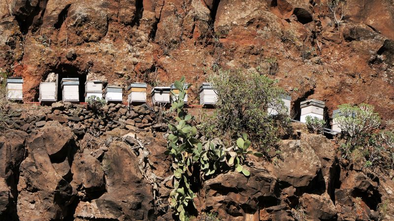 Barranco de Guayadeque (7)