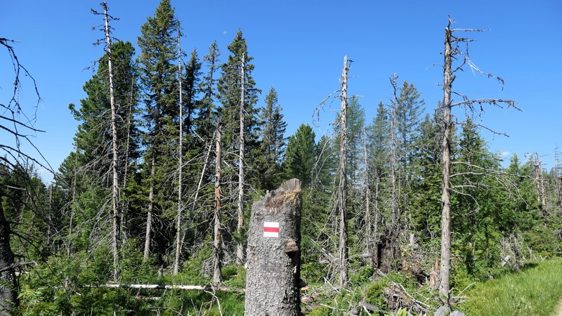 Vysoké Tatry (147)