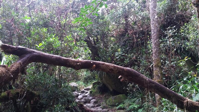 Mt.Kinabalu (10) [800x600]