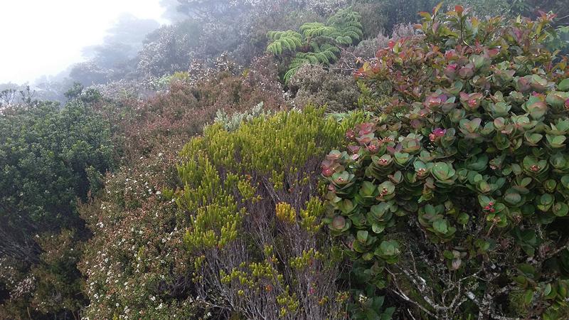 Mt.Kinabalu (23) [800x600]