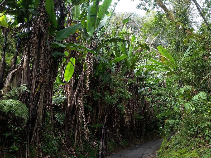 CAMERON HIGHLANDS 1 (4) [800x600]