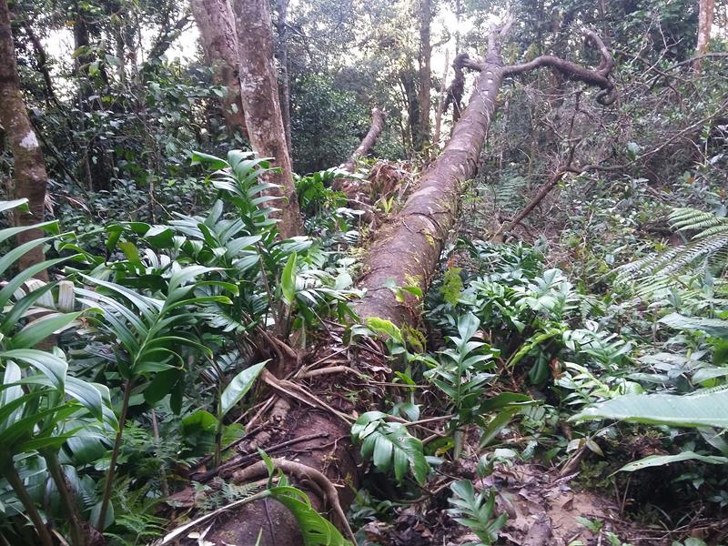 CAMERON HIGHLANDS 1 (7) [800x600]