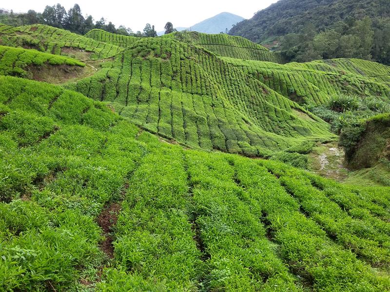 CAMERON HIGHLANDS 4 [800x600] (1)