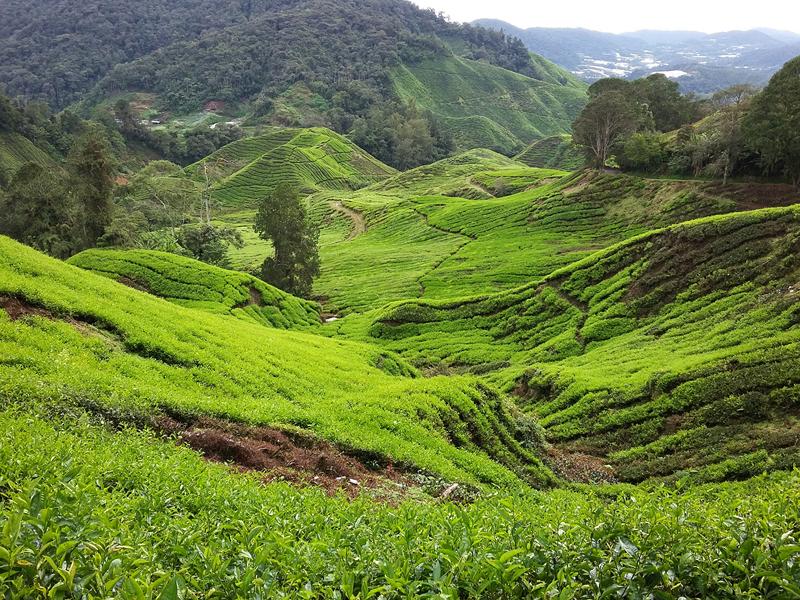 CAMERON HIGHLANDS 4 [800x600] (4)