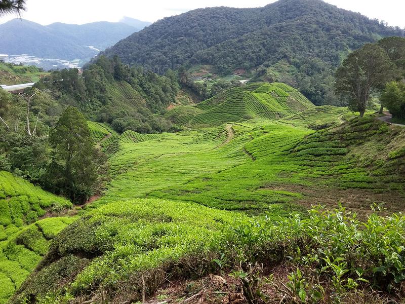 CAMERON HIGHLANDS 4 [800x600] (5)