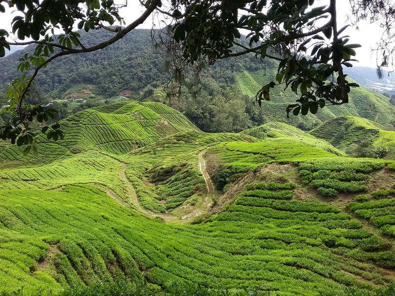 CAMERON HIGHLANDS 4 [800x600] (6)