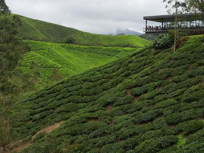 CAMERON HIGHLANDS 4 [800x600] (9)