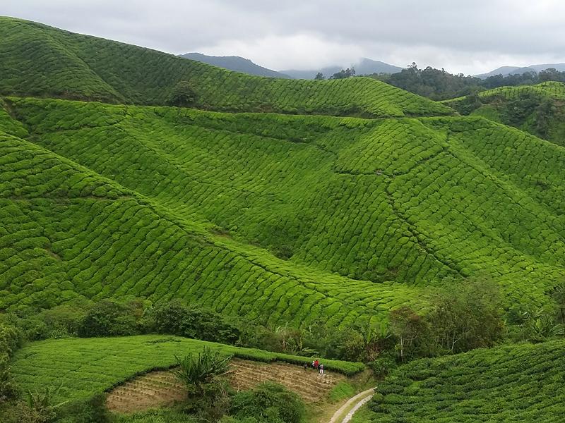 CAMERON HIGHLANDS 4 [800x600] (10)