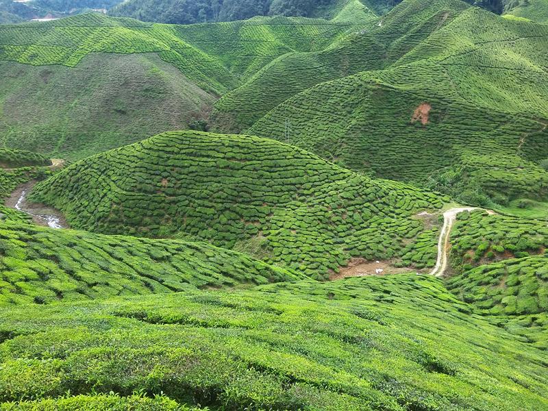 CAMERON HIGHLANDS 4 [800x600] (14)