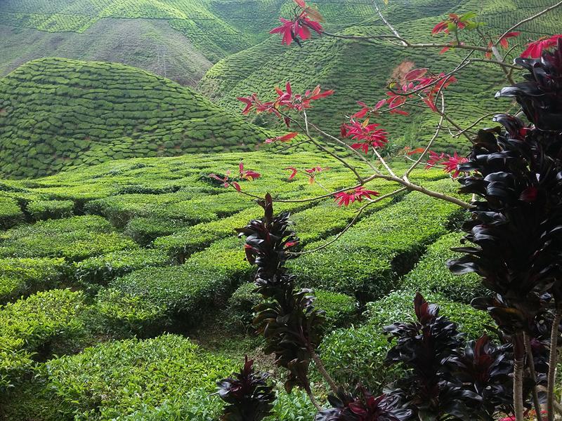 CAMERON HIGHLANDS 4 [800x600] (16)