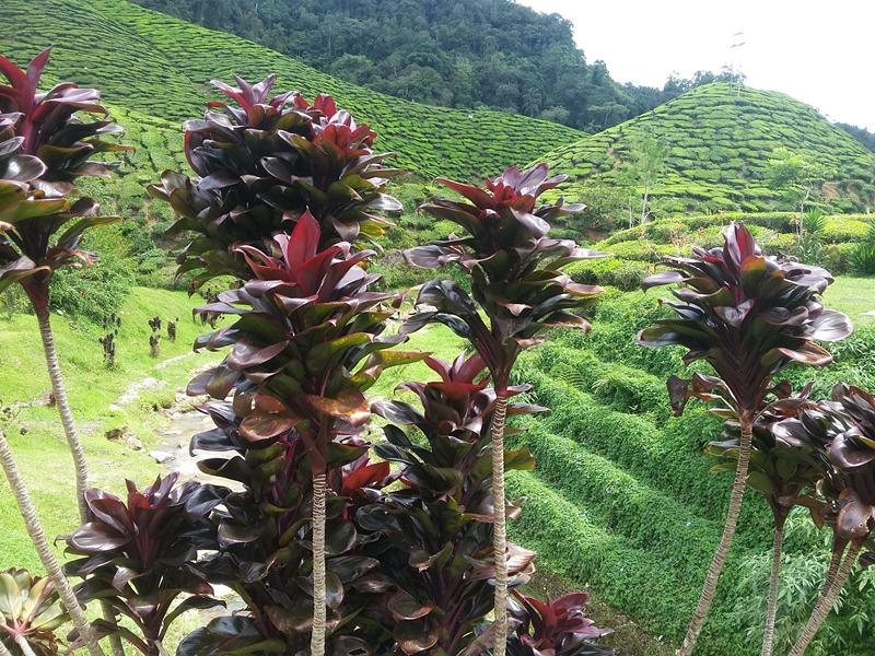 CAMERON HIGHLANDS 4 [800x600] (18)