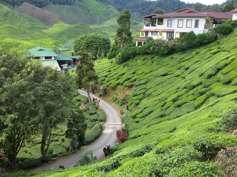 CAMERON HIGHLANDS 4 [800x600] (21)