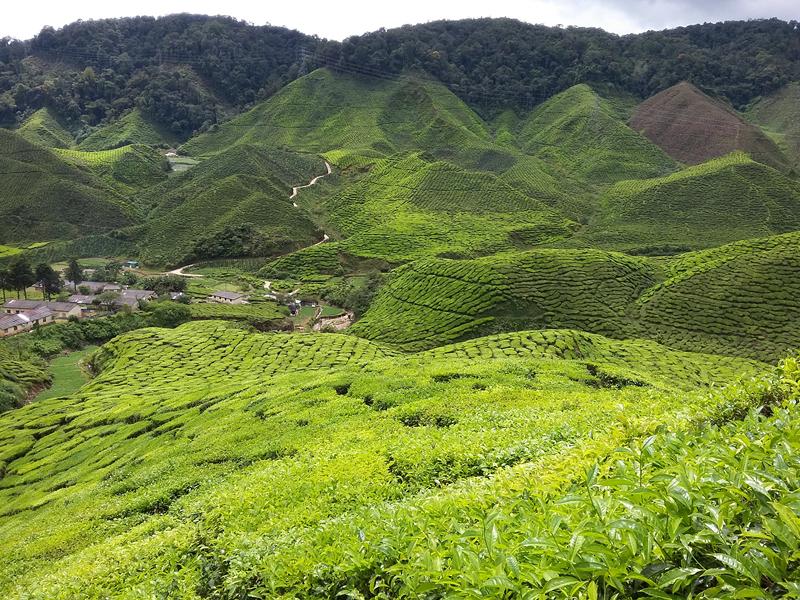 CAMERON HIGHLANDS 4 [800x600] (22)