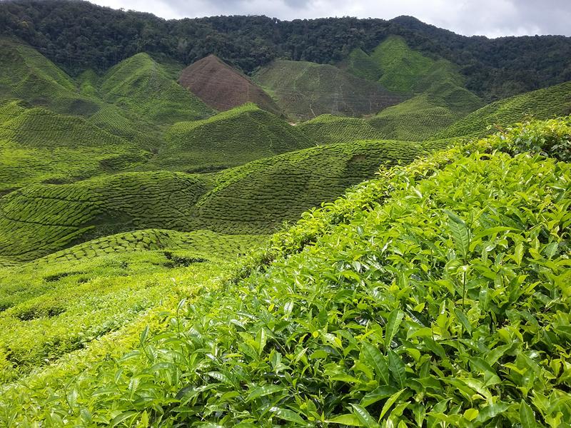 CAMERON HIGHLANDS 4 [800x600] (23)