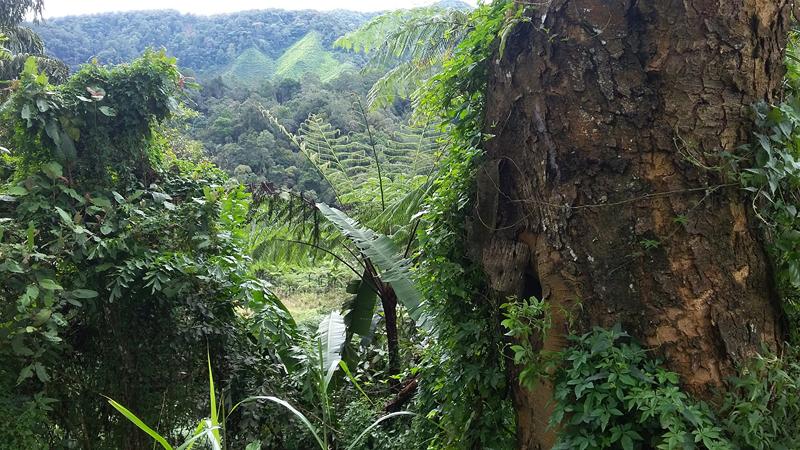 CAMERON HIGHLANDS 4 [800x600] (26)