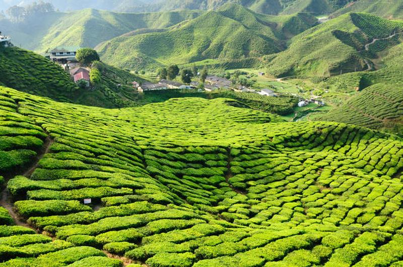 CAMERON HIGHLANDS 5 [800x600]