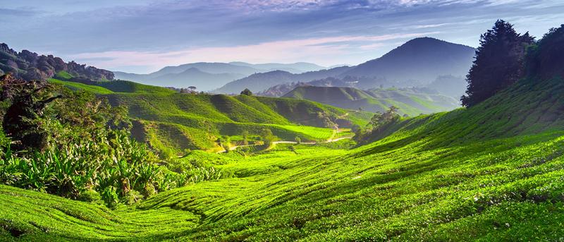 CAMERON HIGHLANDS 5 (1) [800x600]