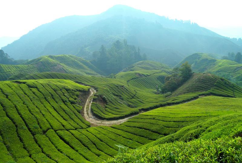 CAMERON HIGHLANDS 5 (3) [800x600]