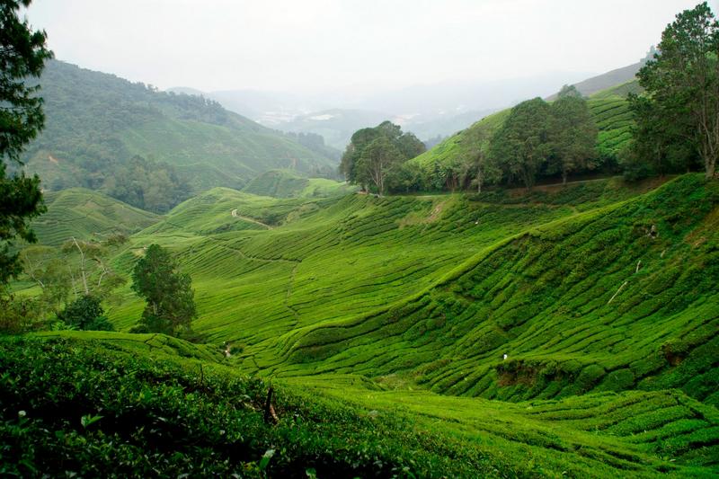 CAMERON HIGHLANDS 5 (6) [800x600]