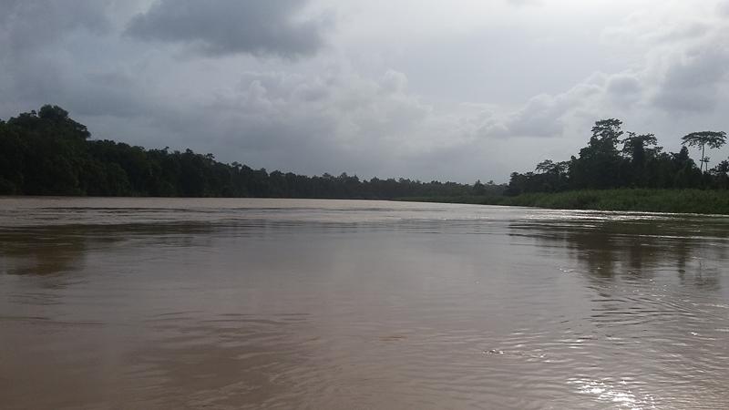 KINABATANGAN (13) [800x600]