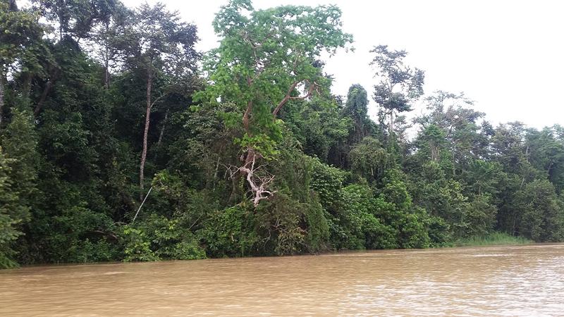 KINABATANGAN (15) [800x600]