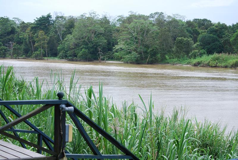 KINABATANGAN 1 [800x600]