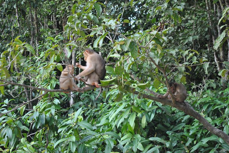 KINABATANGAN 1 (4) [800x600]