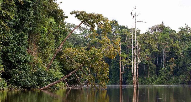 KINABATANGAN 1 (5) [800x600]