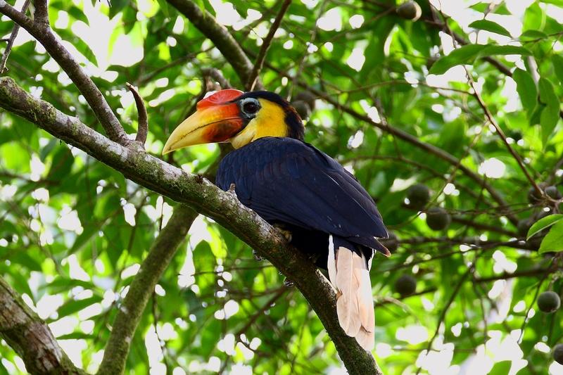 KINABATANGAN 1 (6) [800x600]