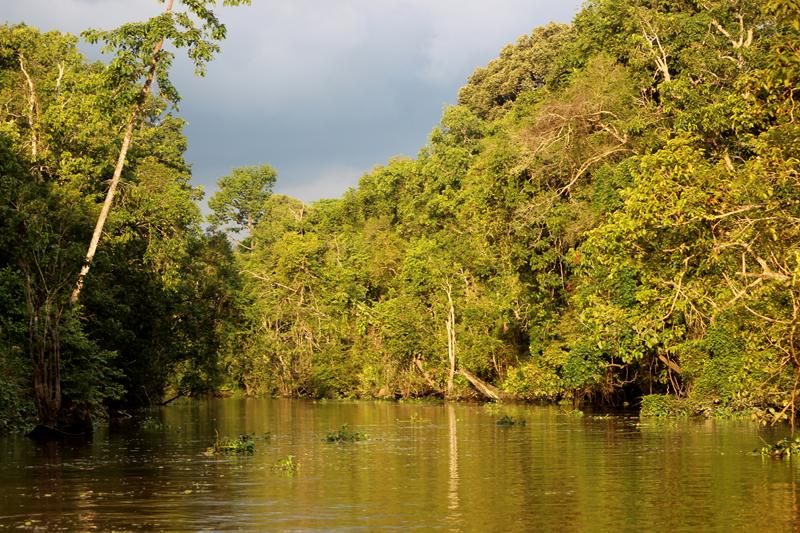 KINABATANGAN 1 (14) [800x600]