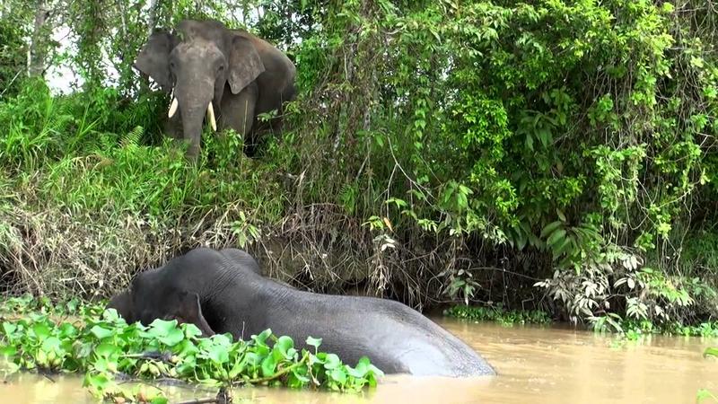 KINABATANGAN 1 (18) [800x600]