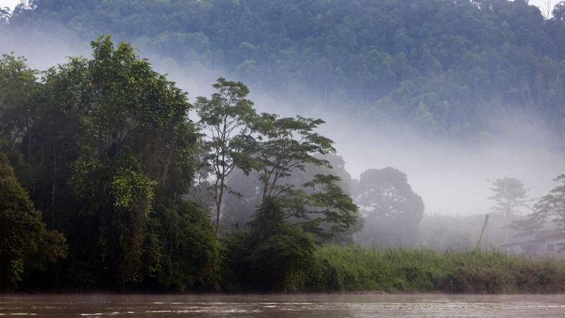 KINABATANGAN 1 (20) [800x600]