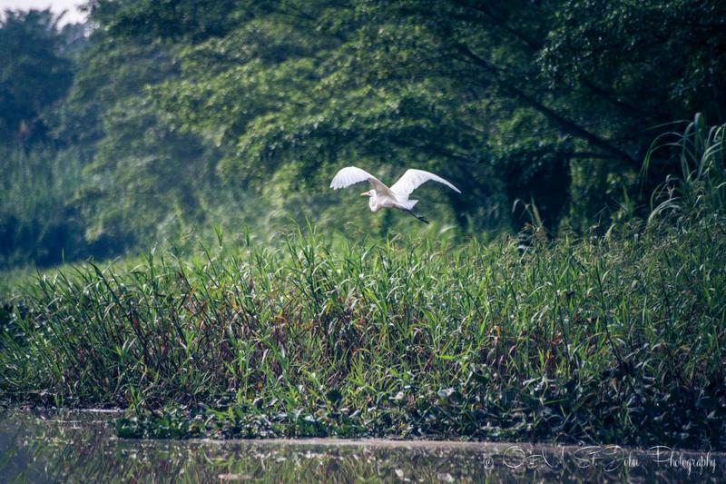 KINABATANGAN 1 (22) [800x600]