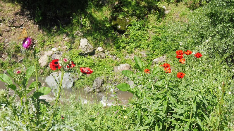 DILIJAN  (13) [800x600]