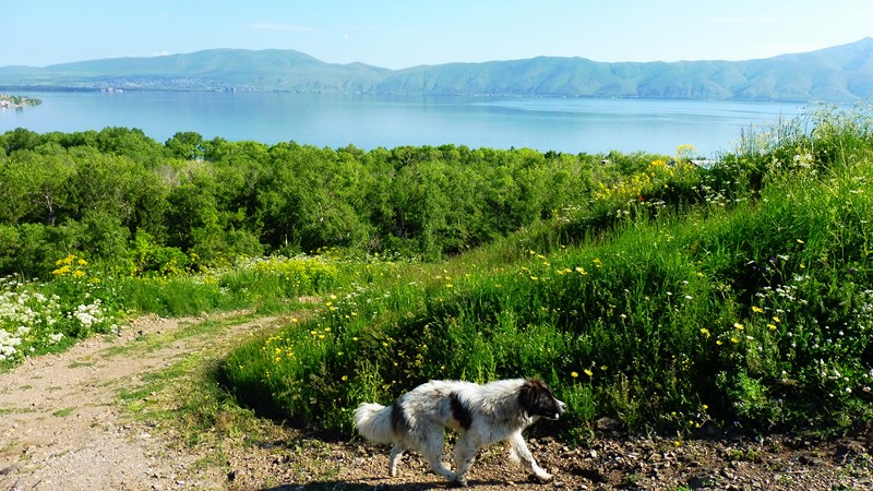 SEVAN (1) [800x600]