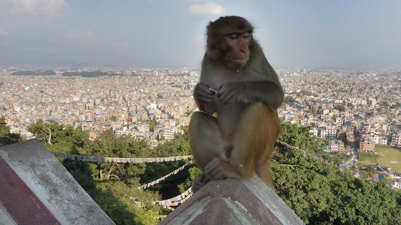 KATHMANDU SWAYAMBHUNATH (29) 