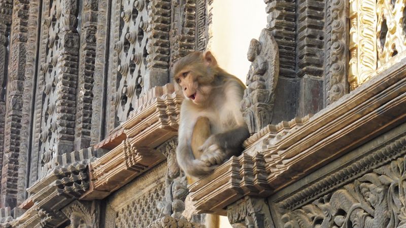 KATHMANDU SWAYAMBHUNATH (37) 