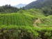 CAMERON HIGHLANDS 4 [800x600] (3)