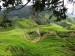 CAMERON HIGHLANDS 4 [800x600] (6)