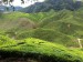 CAMERON HIGHLANDS 4 [800x600] (12)