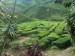 CAMERON HIGHLANDS 4 [800x600] (15)