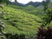 CAMERON HIGHLANDS 4 [800x600] (17)